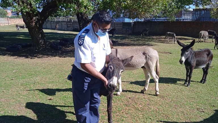 Officer with rescued donkeys, South Africa NSPCA.