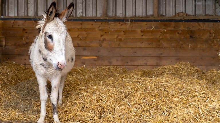 Spotty stood in stable.