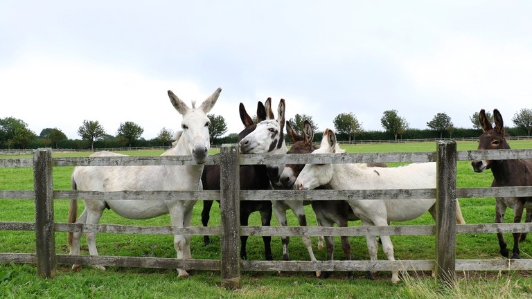 Surrey rescue donkeys looking over their fence.