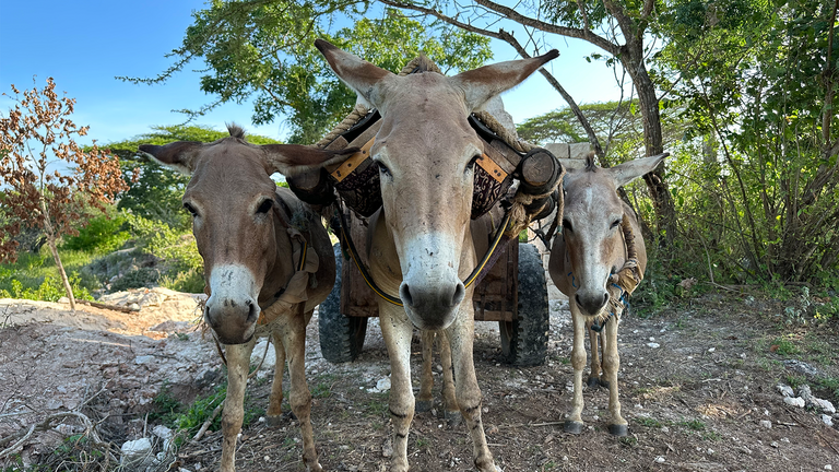 Three donkeys in Kenya, Africa.