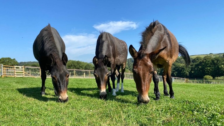 Three mules at Town Barton Farm