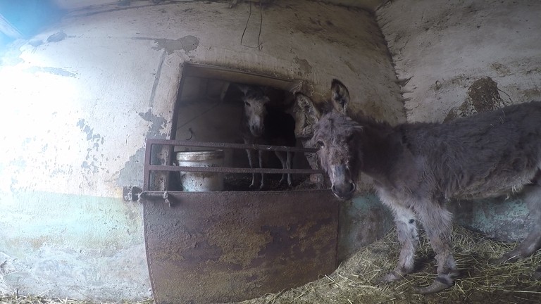 Timmy and Tommy standing in a stable before being rescued.