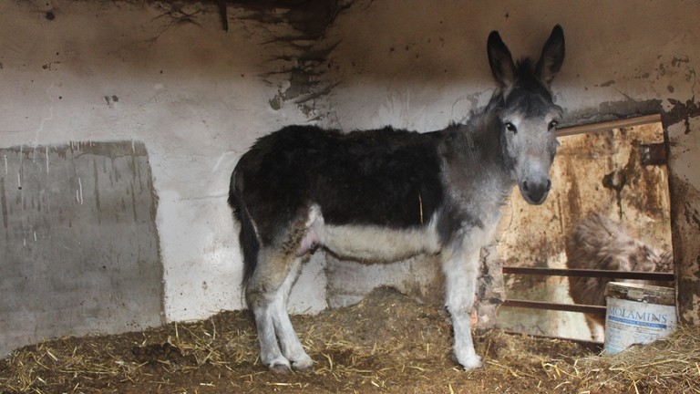 Timmy inside his stable before being rescued.