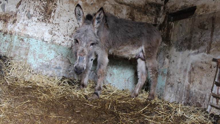 Tommy from Gomersal inside his dirty stable.