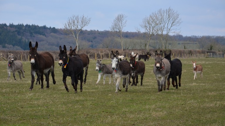 Donkeys at Trow Farm