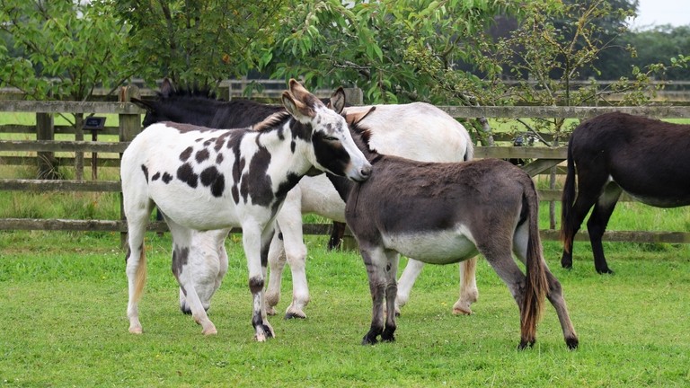 Two Surrey rescue donkeys mutual grooming.