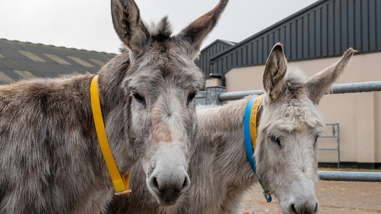 Donkeys Isla and Valley after their rescue.