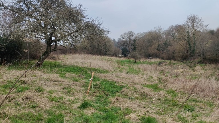 View of the orchard at town barton.