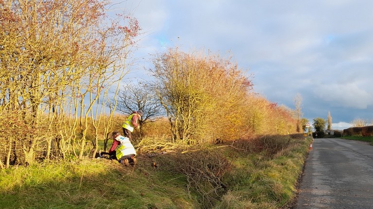 Two volunteers working on hedge laying