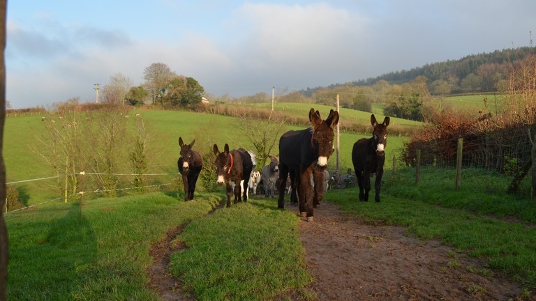 Donkeys at Woods Farm