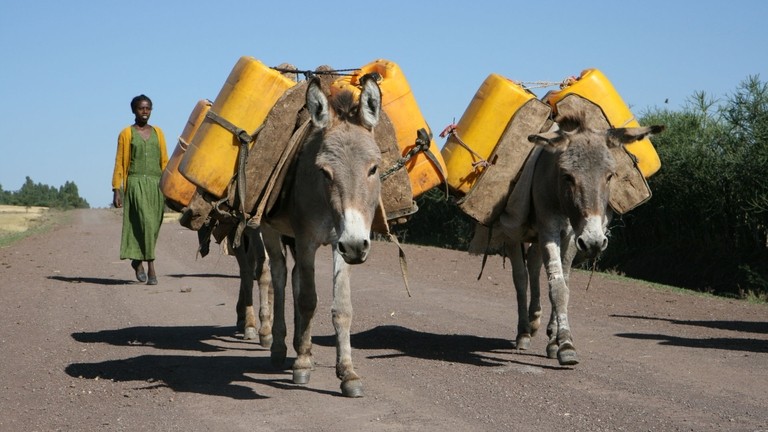 Working donkeys in Ethiopia carrying water.