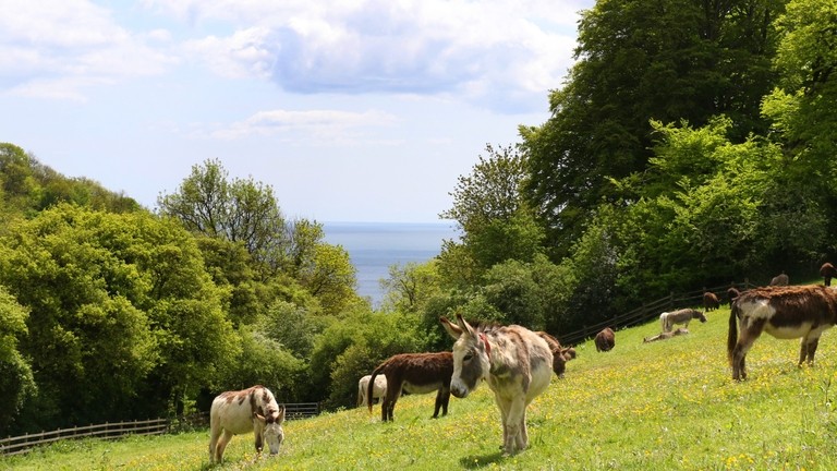 A donkey herd grazing in a field during summer