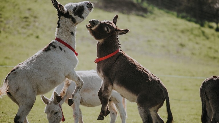 Two donkeys playfully rearing