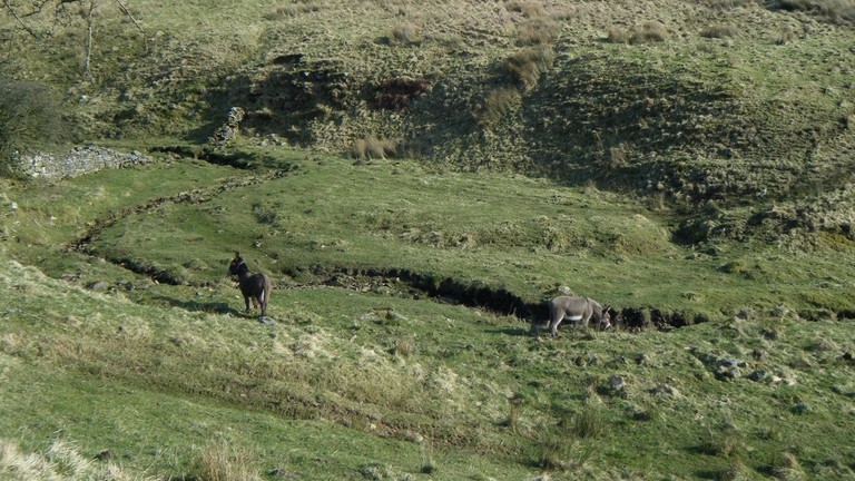 Hamish and Dougal exploring the fells.