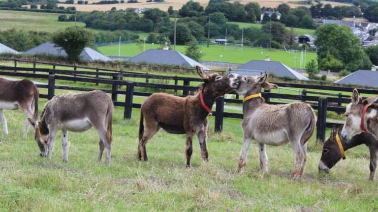 Irish foals playing together