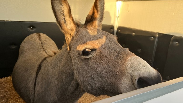 Lewis in the transporter ready to go to his Guardian home.