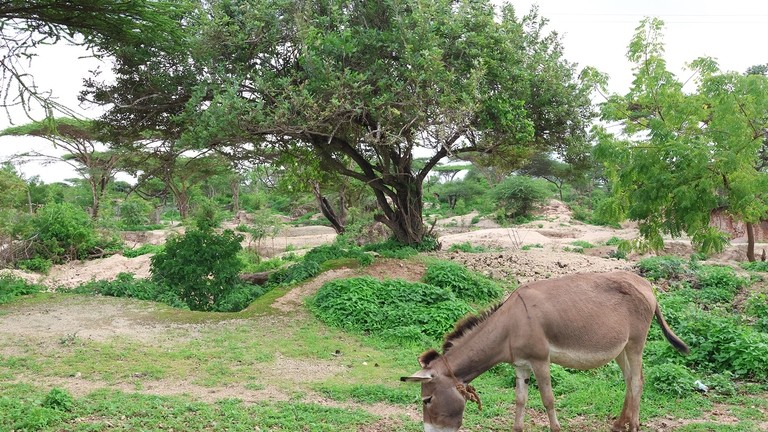 Donkey grazing near the quarry on Manda Island