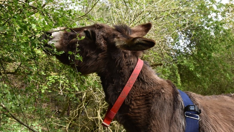 Donkey testing POLAR tracking in Sidmouth