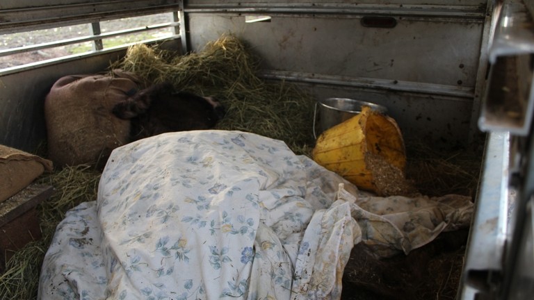 Dora hidden under a duvet before her rescue
