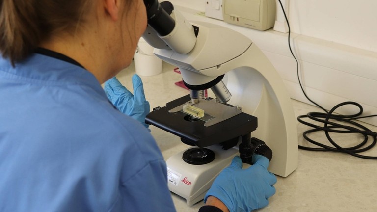 Pathologist performing an egg count from a sample