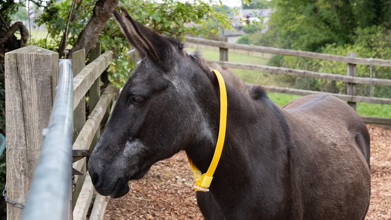 Caring for mules and hinnies The Donkey Sanctuary
