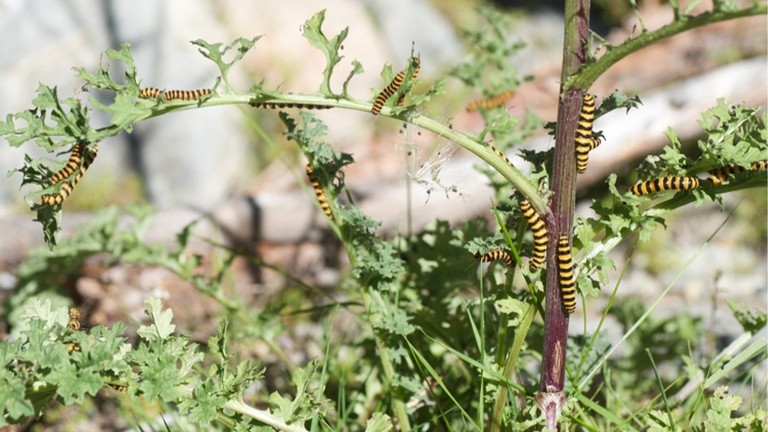 Ragwort cinnabar caterpillar