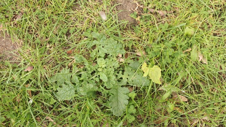 Ragwort floret