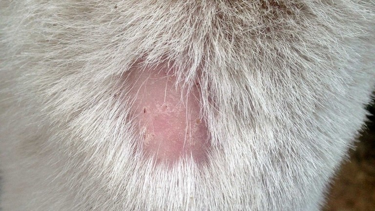Ringworm on a donkeys face