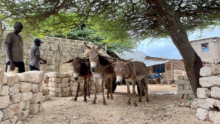 Three working donkeys on Manda Island