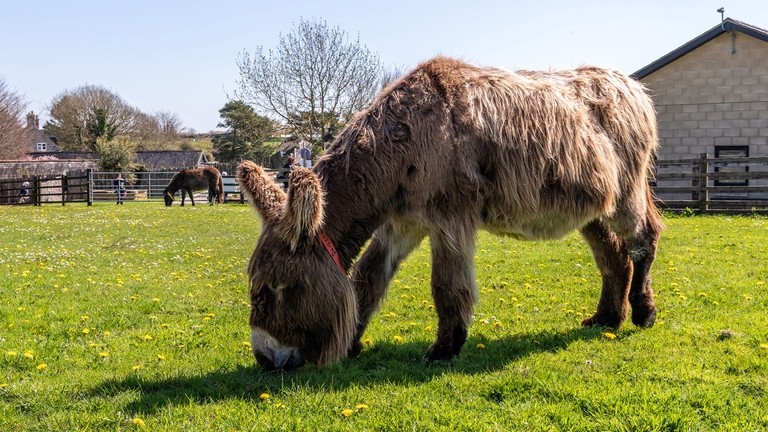 Dartanyan grazing in his field.