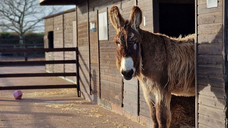 Dartanyan looking out of his shelter.