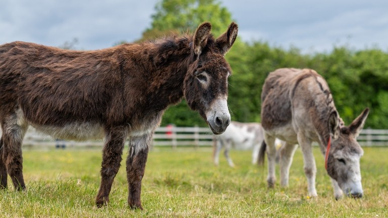 A brown donkey with a white nose in a field