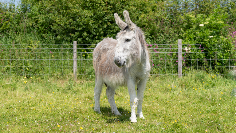 Adoption donkey Ashley
