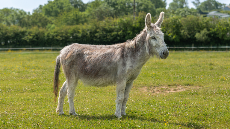 Adoption donkey Ashley