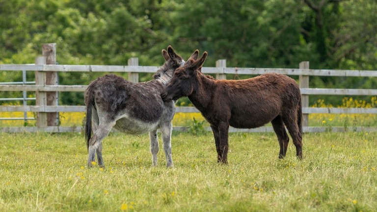 A dark brown donkey and a grey donkey grooming each other in a field