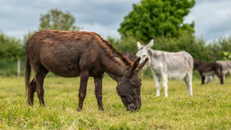 A dark brown donkey grazing in a field with a light grey donkey stood behind