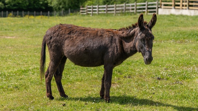 A dark brown donkey standing sideways but looking forward in a field