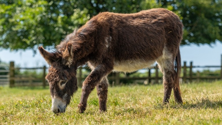 A brown donkey with a white nose in a field