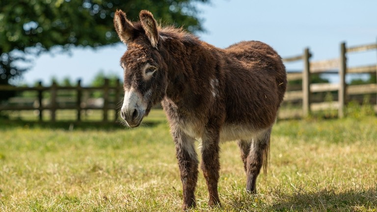 A brown donkey with a white nose in a field