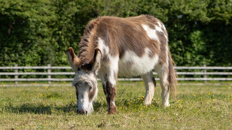 A white and brown donkey stood in a field