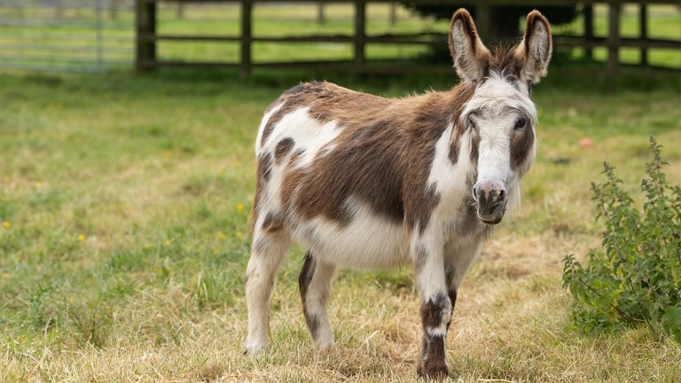 A white and brown donkey stood in a field