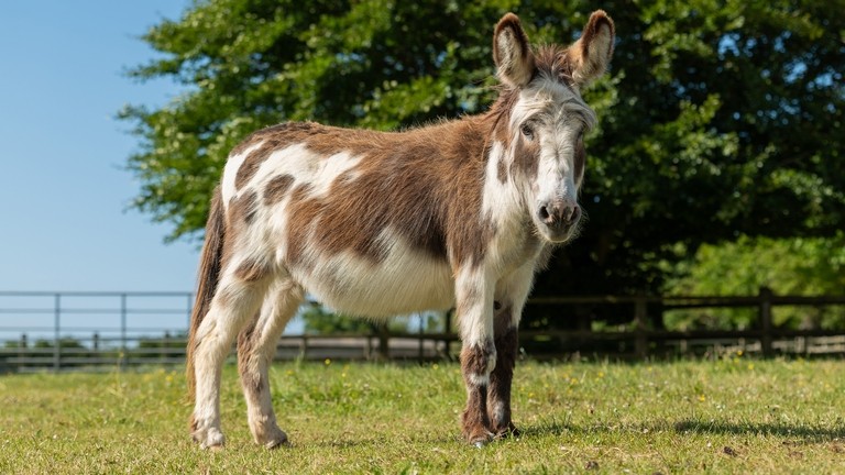 A white and brown donkey stood in a field
