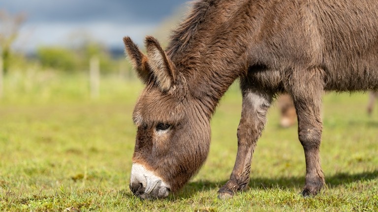 A brown donkey with a white nose in a field