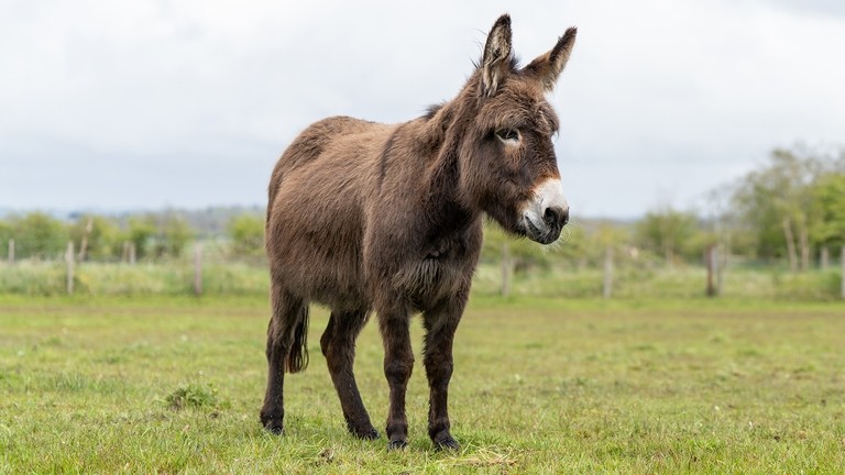 A brown donkey with a white nose in a field