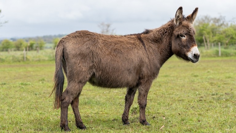 A brown donkey with a white nose in a field