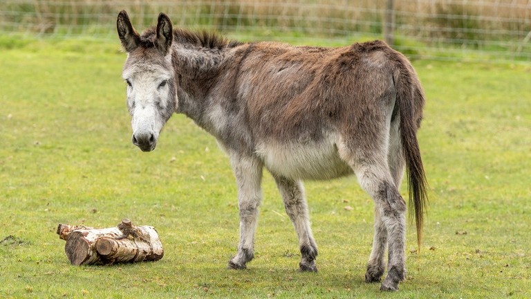 A grey and brown donkey stood in a field