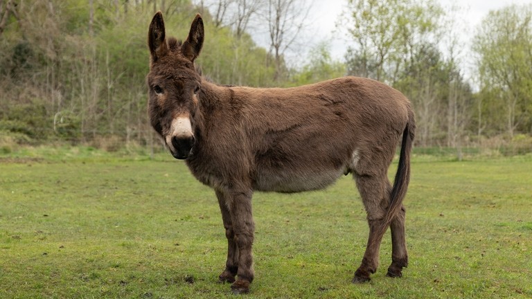 A brown donkey in a field