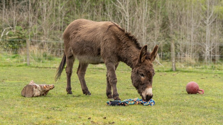 A brown donkey in a field
