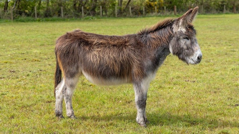 A brown donkey stood in a field