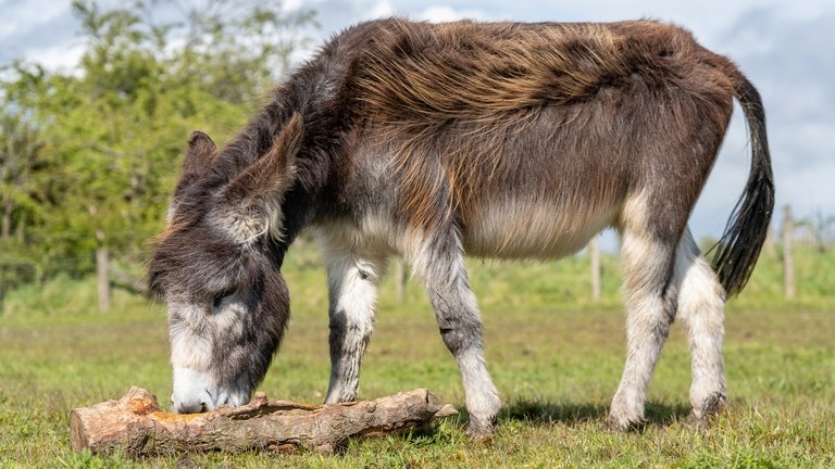 A brown donkey stood in a field